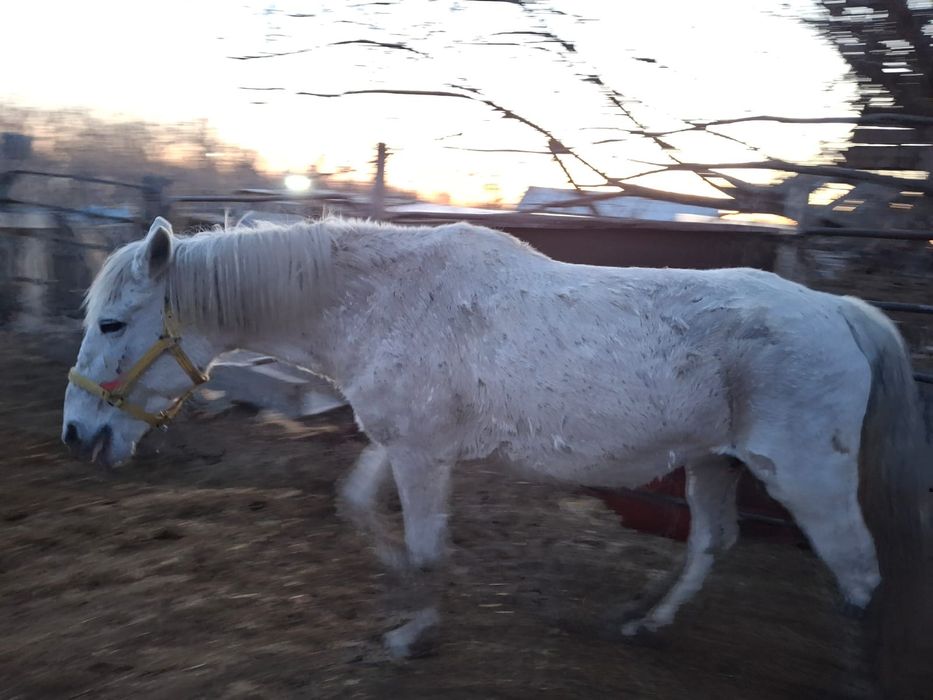 Продам двух лошадей