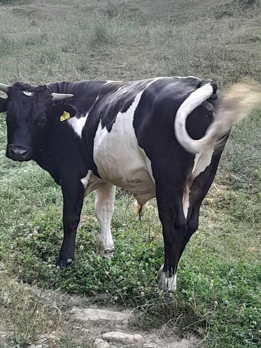 Taur de vanzare