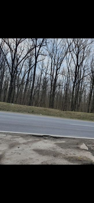 Vand padure Dambovita