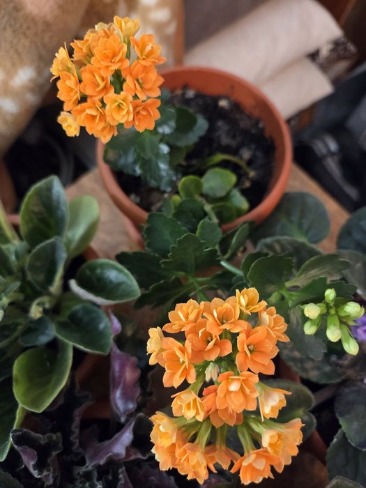 Продам фиалки цветущие