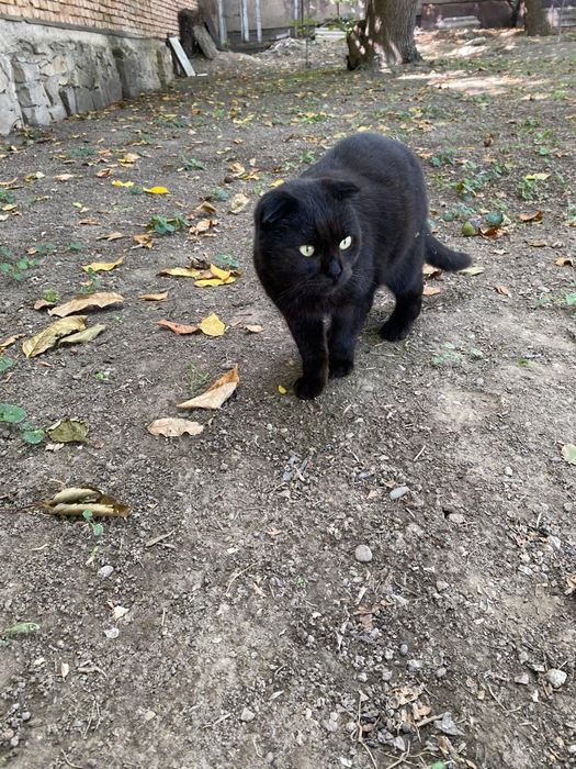 Отдам кота в хорошем руки