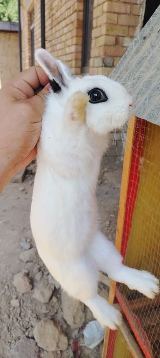2ta quyon sotiladi