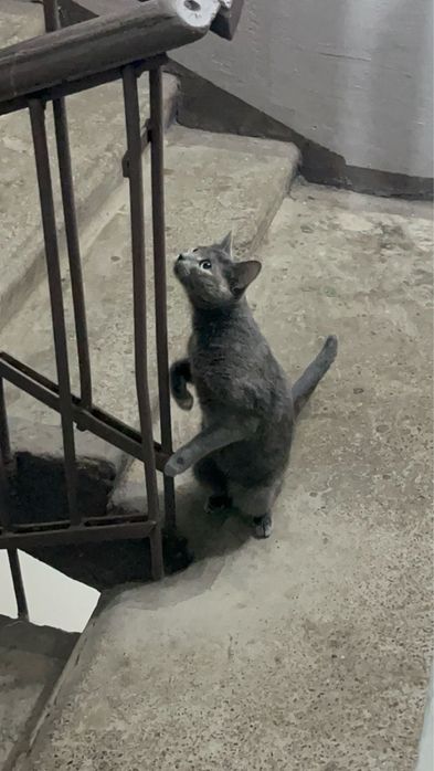 Отдам кошку в добрые руку