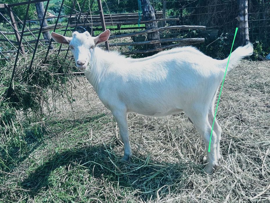 Animale de rasa !