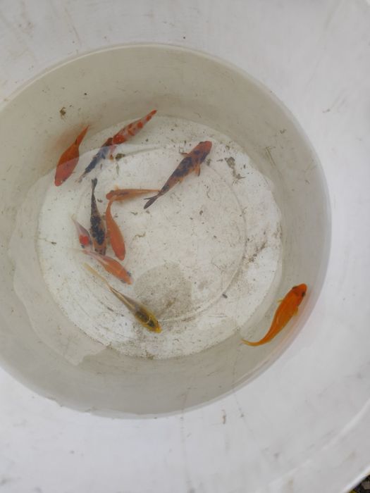 Езерни риби/шаран и каракуда кой