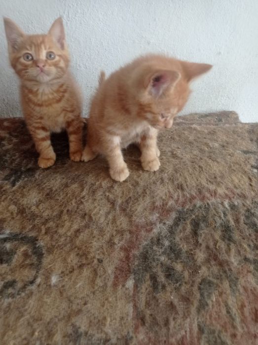 Бесплатно котята