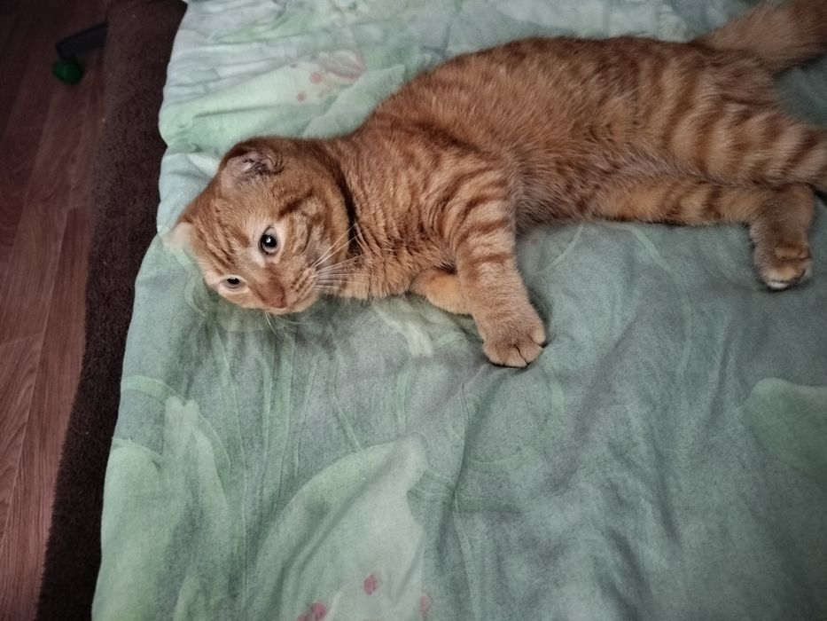 Рыжий вислоухий кот