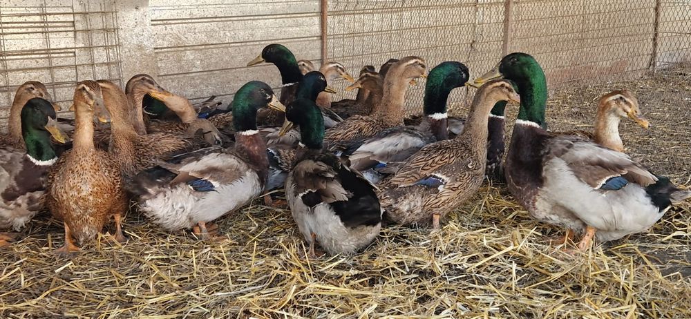 Oua rate rouen expozitie