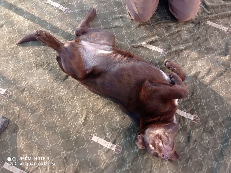 Лабрадор девочка