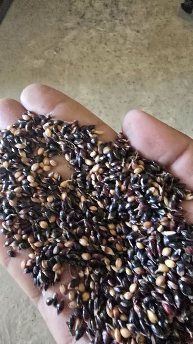 Beda,gazon,sudanka,esparset.