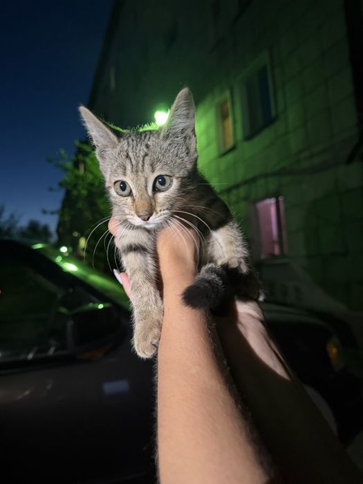 Отдам котенка(девочку)