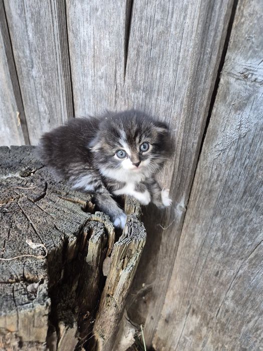 Котята ищут дом.