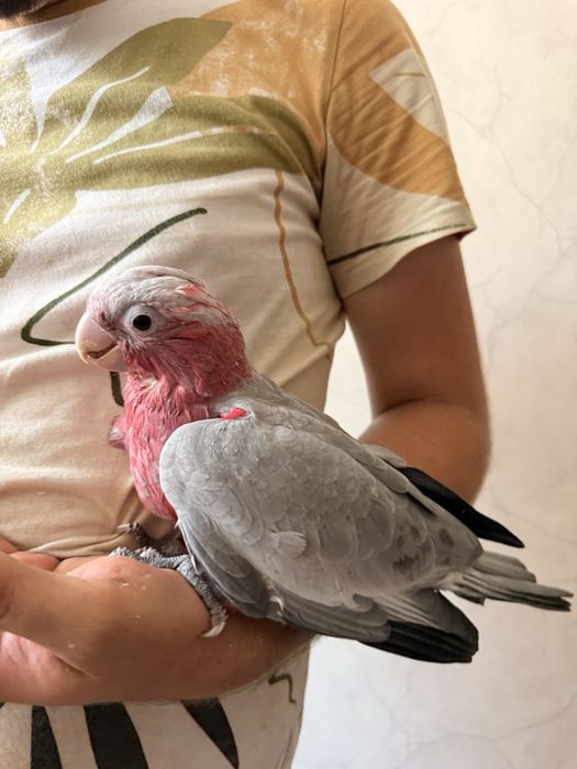 Pui papagal vorbitor rosa kakadu