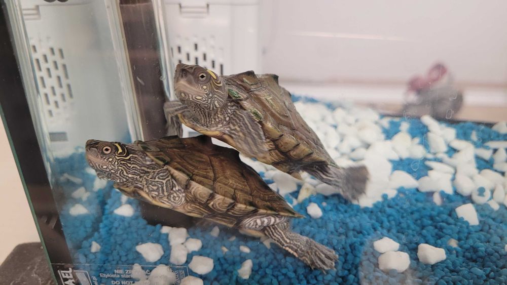 Vând două broaște țestoase