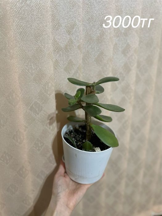 Үйде өсіріліп жатқан гүлдер сатылады