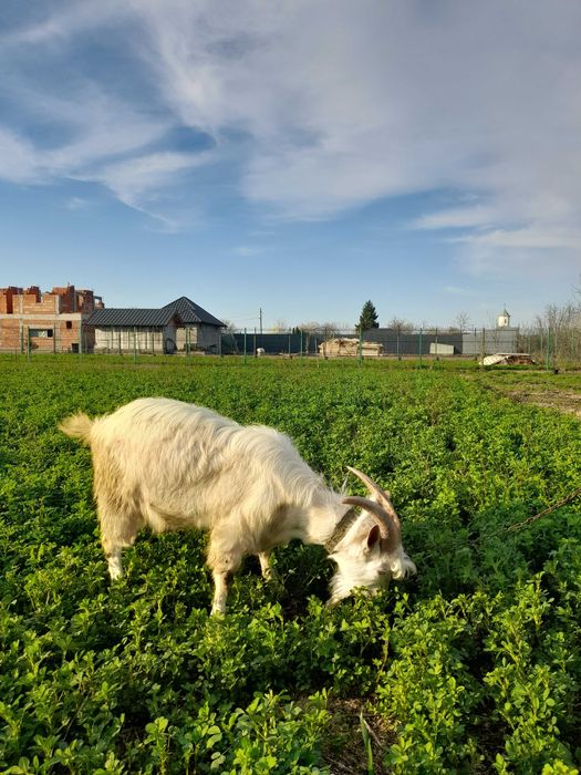 Vand tap saanen si capra alpina