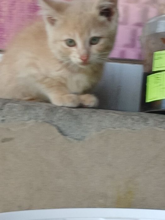 Котята дворянской породы