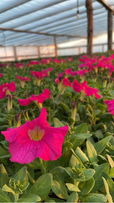 Рассада цветы петуния