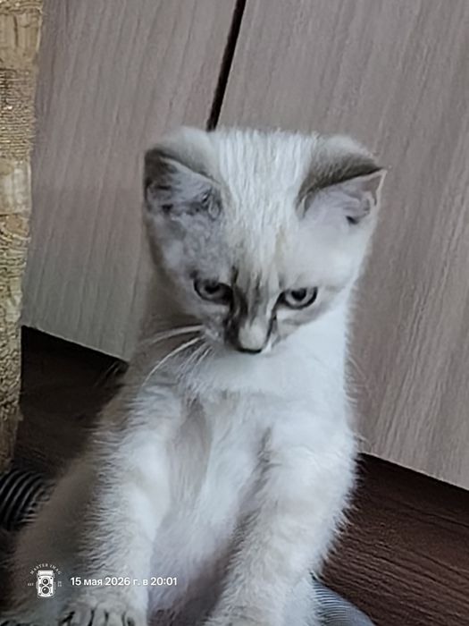 Котик ищет себе дом и добрых людей