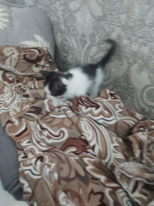 Отдам даром котёнка.
