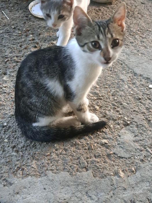 Три котенца търсят дом