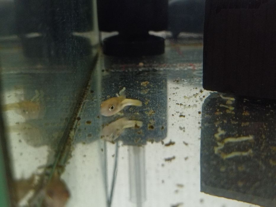 Срочно продам аквариумных рыбок