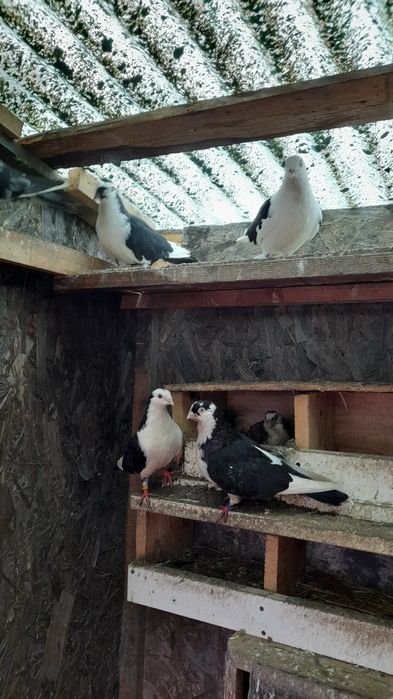 Vând porumbei jucători de Galați