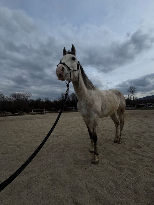 Продава се чистокръвна арабска кобила – Зендая Денерис