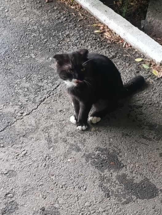 Чей котик красавчик?