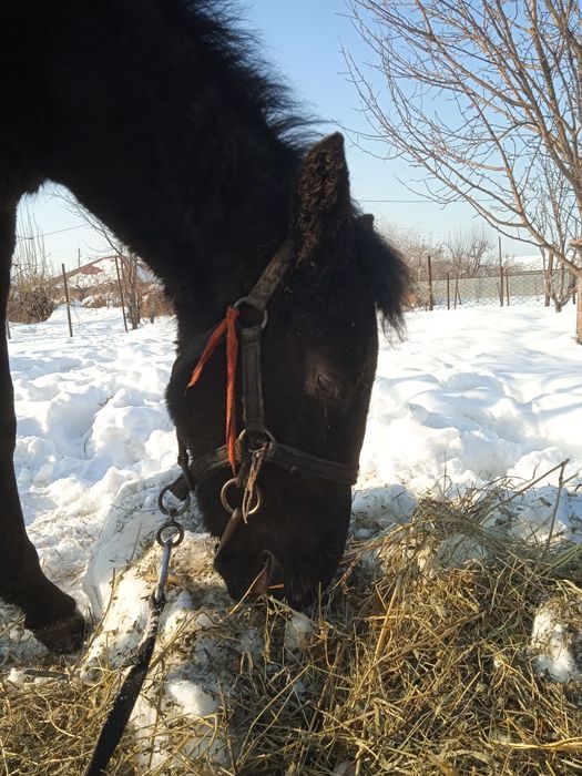 Продается лошадь