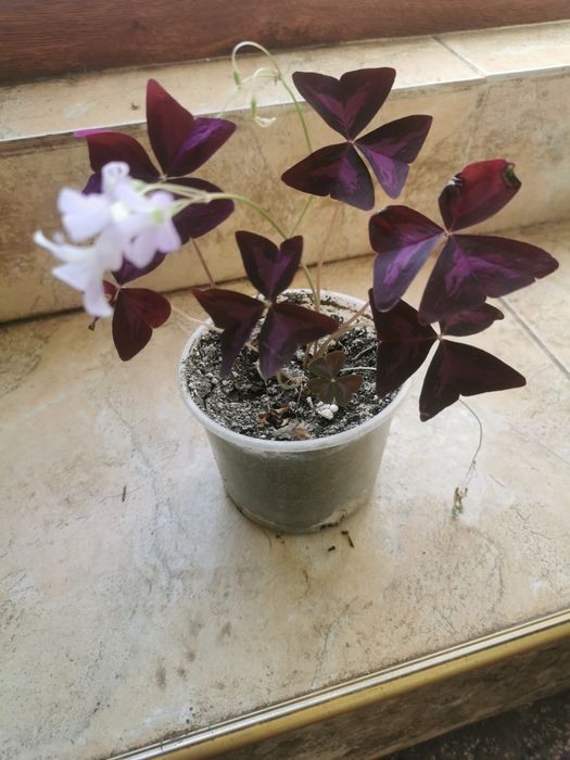 , Продавам Зефирантес, кактус червено Змийче, Агаве,