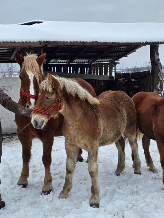 Mânji   8 luni  frumoși