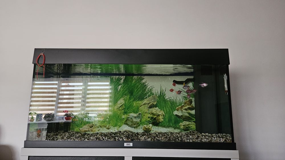 Vind acvariu Juwel rio 180
