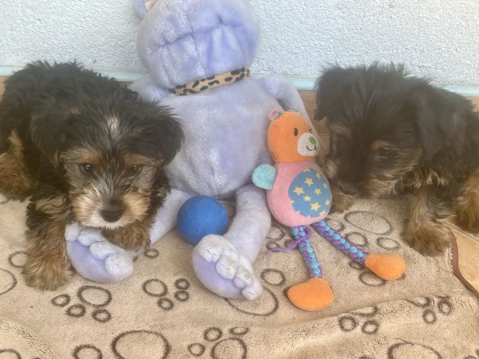 Йоркширски териери