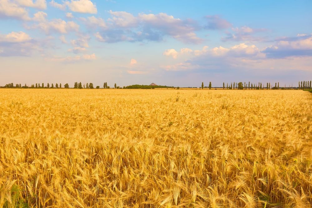 Продам землю, пашню, участок 3200 г, Камыстинский район