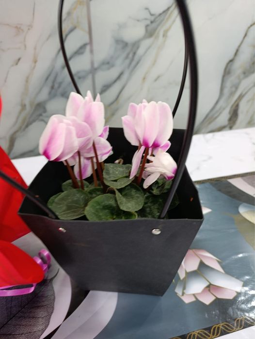 Цикламин розы расспродажа