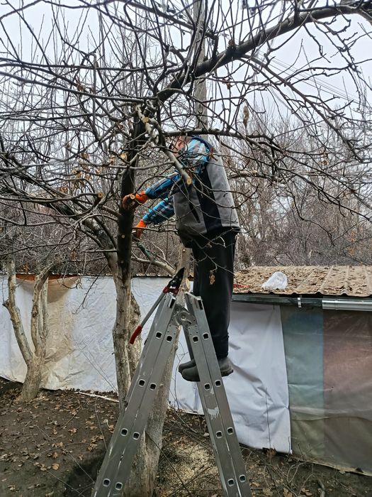 Обрезка плодовых деревьев