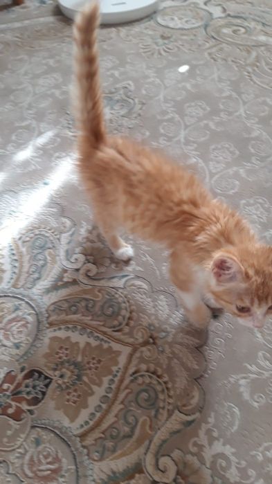 Срочно ищем дом для двух кошечек!