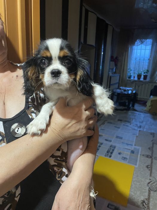 Щенки кавалер кинг чарльз спаниель