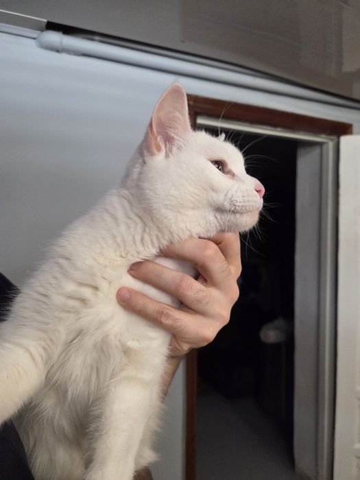 Кошечка ищет новый дом