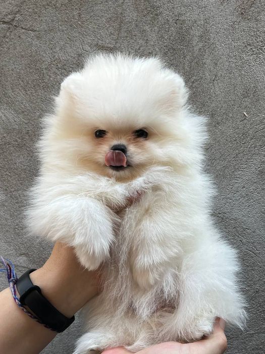 Клубные щенки шпица