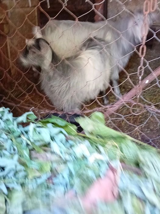 Vând 6 iezi si un tap Pucioasa