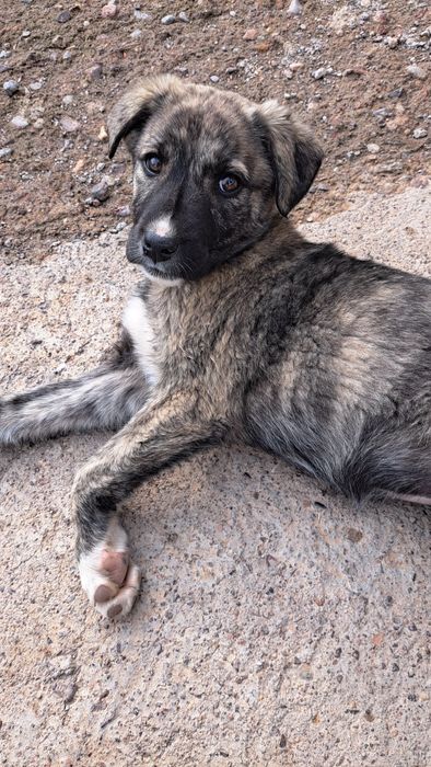 Күшік қыздар үй іздеп жүр