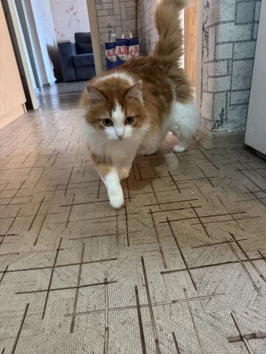 Отдам кота в добрые руки