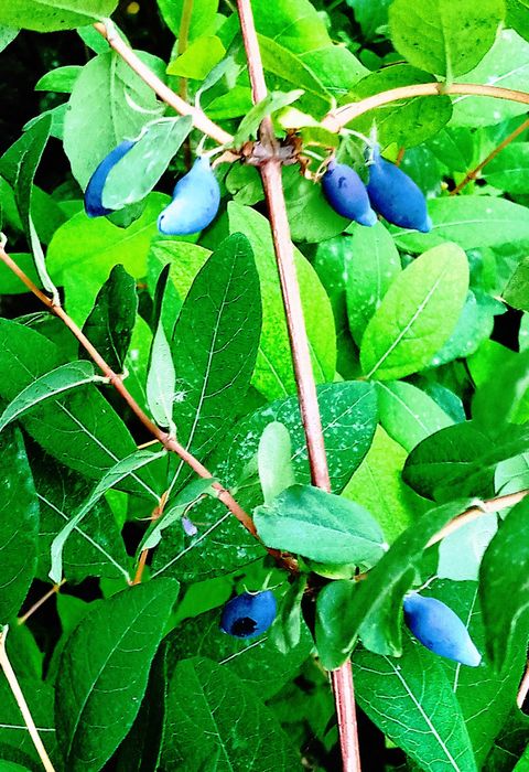 Жимолость "Принцесса Диане"