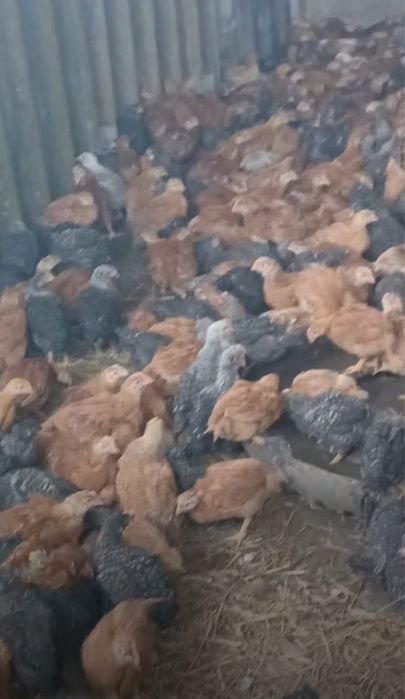 Vindem puii porumbac kabir si pui albi