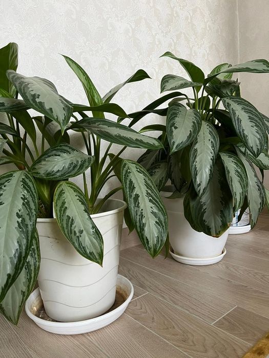 Аглаонемы в белых горшках