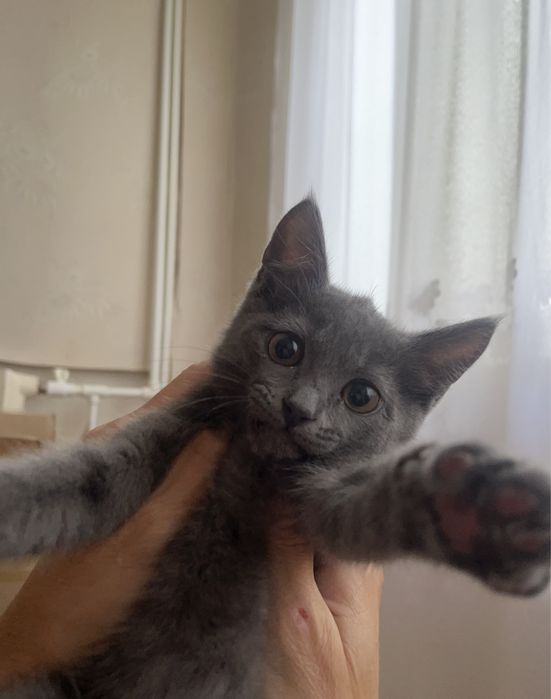 Отдам котенка в добрые руки