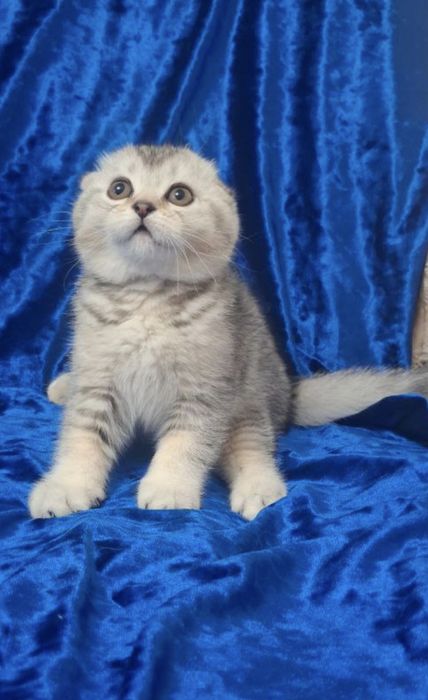 Шотландские котята фолды и страйты