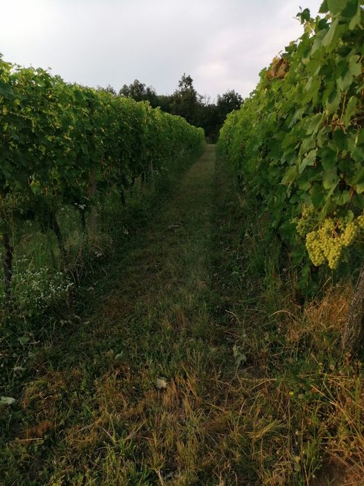 Struguri de vin Halmeu Vii